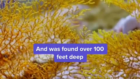 The #coralreef is one of the largest ever discovered at such depths, according to