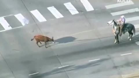 A cow got loose on the highway, so they brought in a cowboy to take care of it