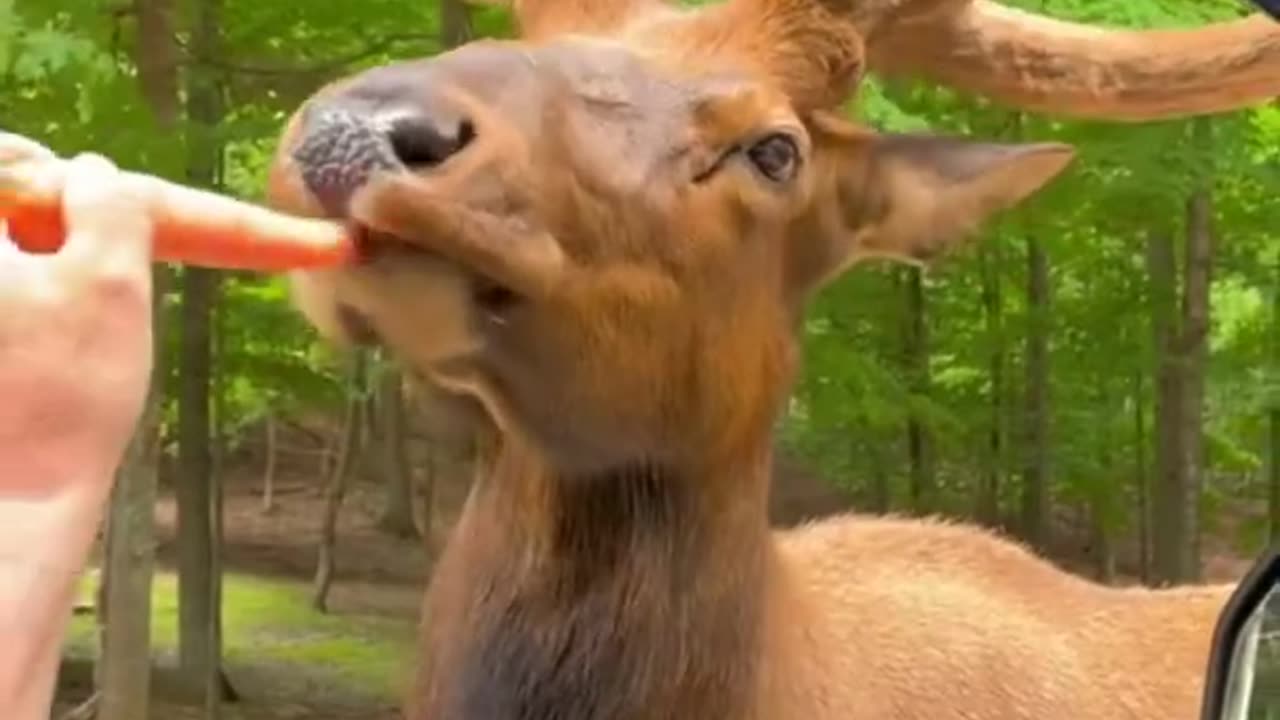 animal funny video