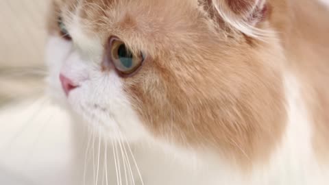 cute cat