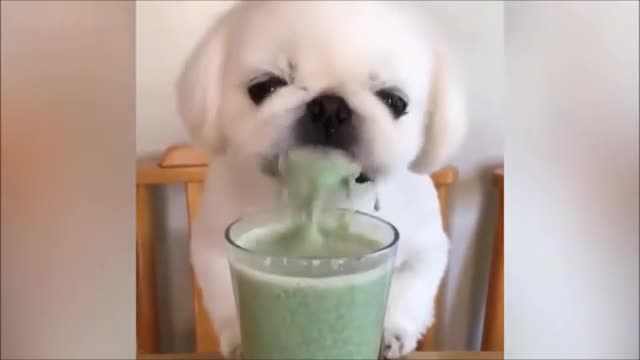 Funny and Cute Animals