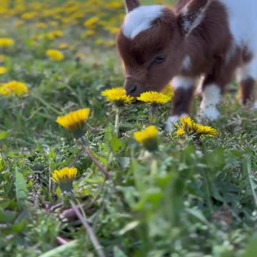 A Kidded is playing in beautiful meadows
