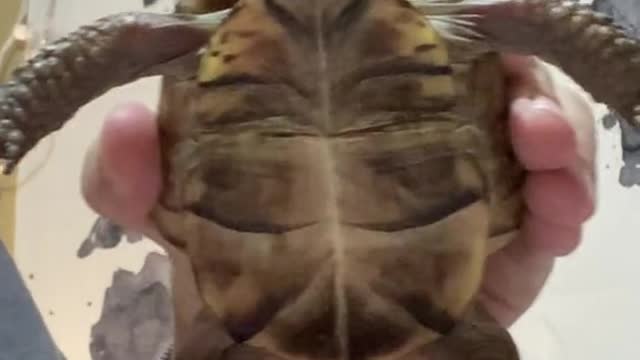 Turtles dance too