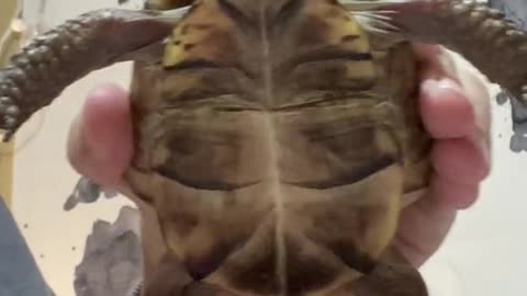 Turtles dance too