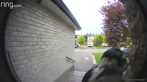 Woodpecker Rings Doorbell