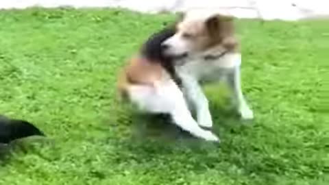 Funniest Animals Cats and Dogs PARTI 1