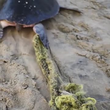 SEA TURTLE RESCUE - SAVED FROM HEAVY FISHING GEAR #Shorts