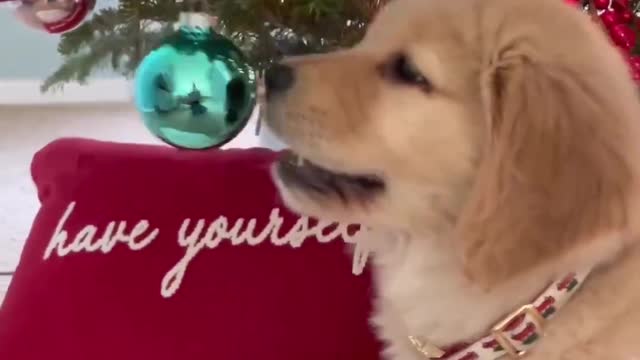 Puppy Plays with Christmas Tree!