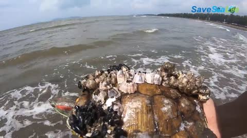 He crawl on the shore with hundred barnacles covered on his shell, desperate searching for help!