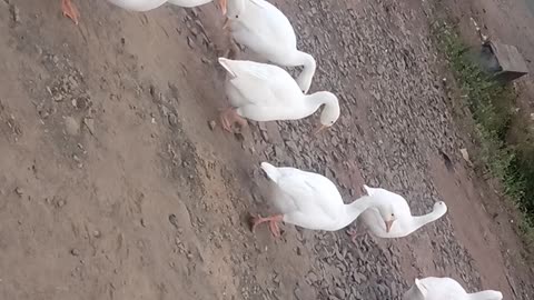 Group of duck bird