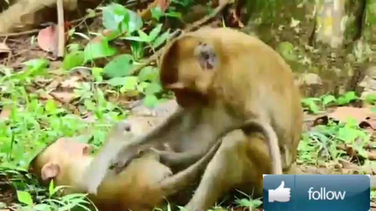 বানোরের খেলা