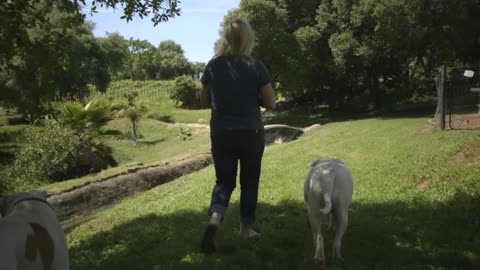 ALL ABOUT LIVING WITH AMERICAN BULLDOGS