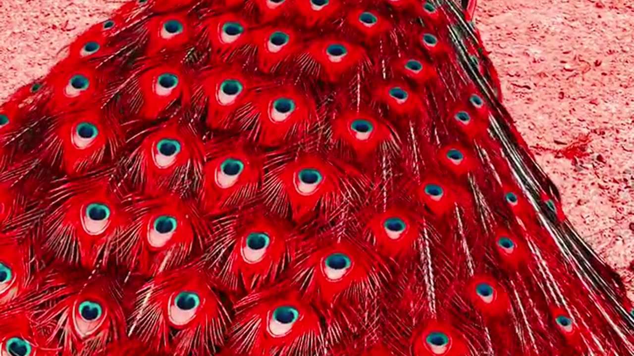 Very Reddish peacock 🦚 looking so cute