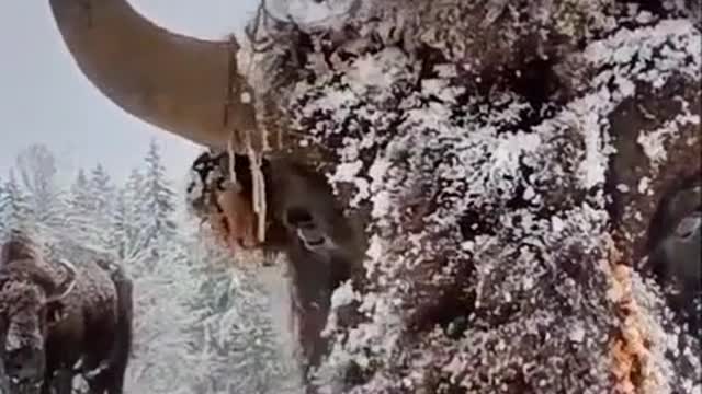 What kind of cow can wear cold