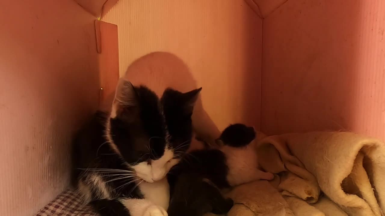 Mother cat purring loudly while feeding her kittens is unbelievably cute