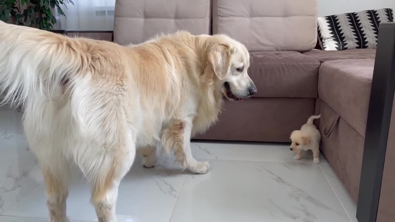 Golden Retriever Meets a Puppy like himself