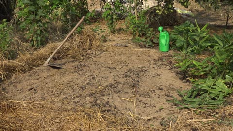 Second planting Purple Rain in Pakistan