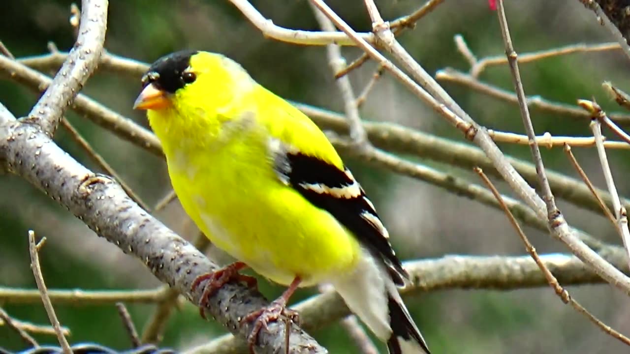 Yellow Finch