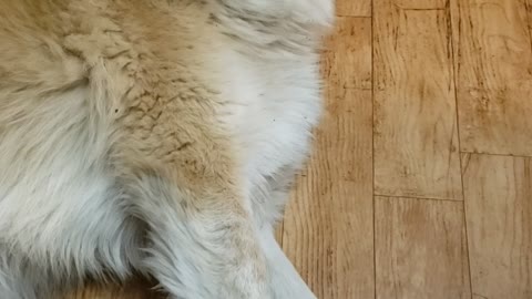 Oblivious Pup Doesn't Notice French Fry in Paw