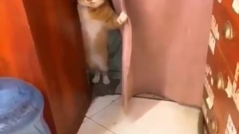 cat .