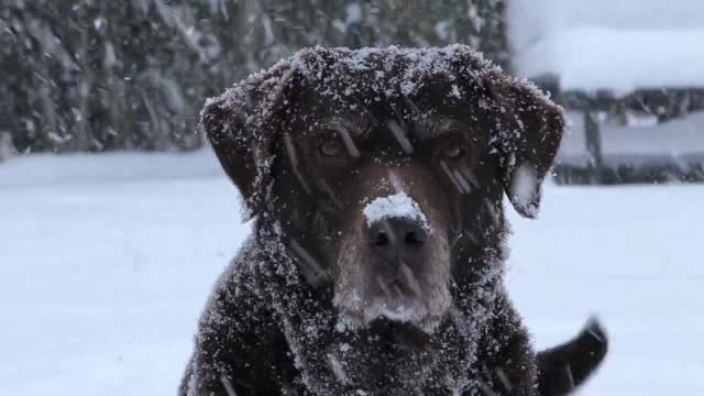 A very cold dog is standing and barking so cold it is wearing ice | Cat2Fun |