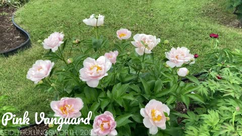 Canadian Peony Society Virtual Show