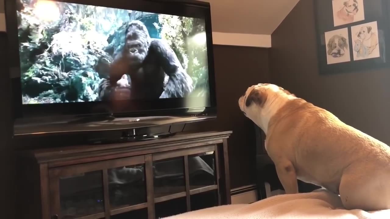 Bulldog Has Incredible Reaction To Actress In Trouble