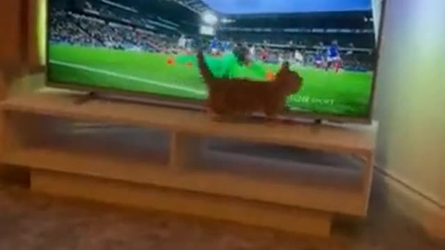 This cat made my day even better....... best goalkeeper ever 😼😼😼😼