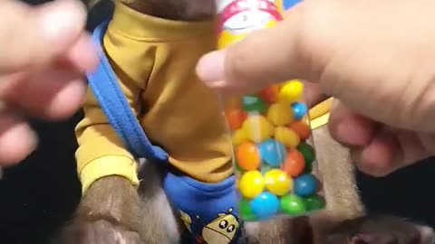 Cute Monkey Review Chocolate and Bicycle 🐒