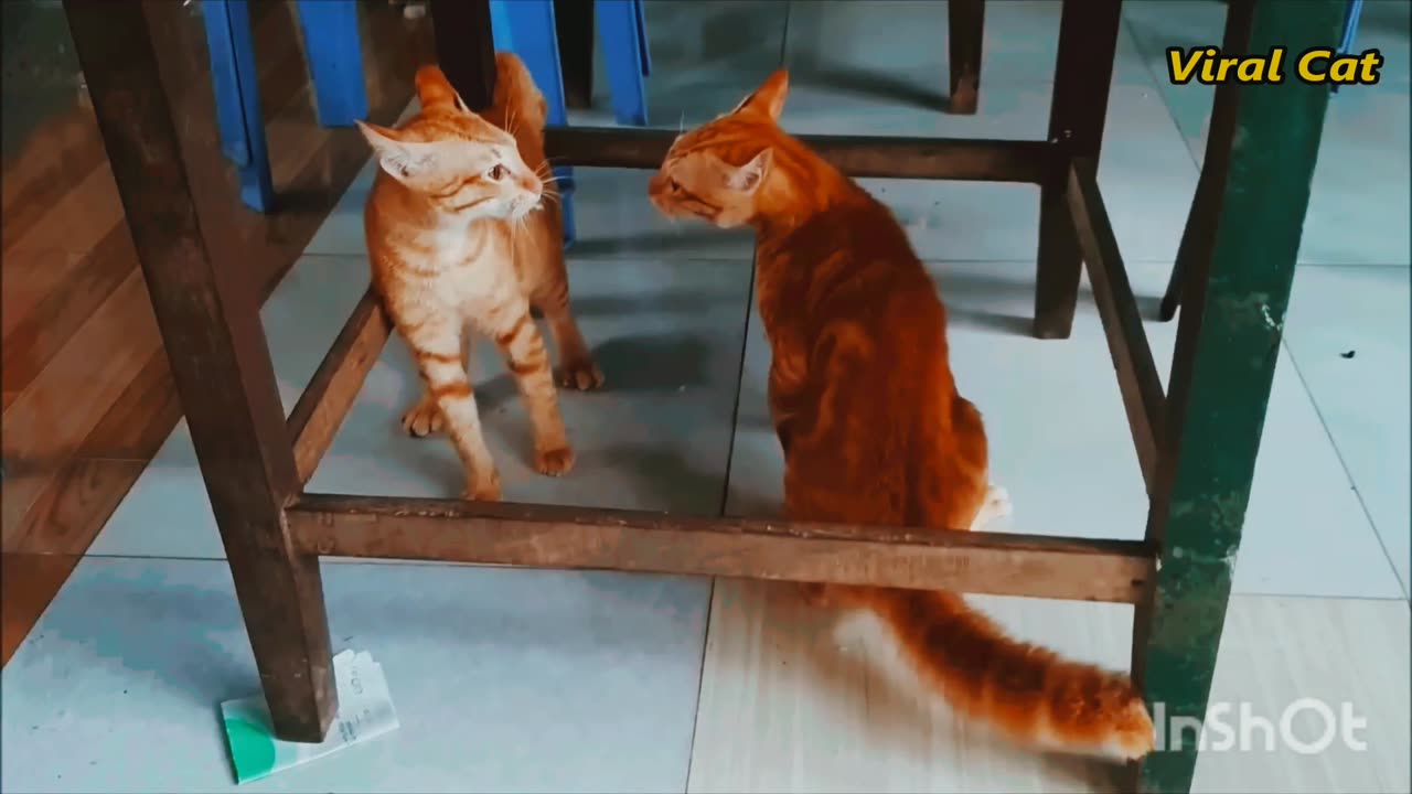 Cats fighting video & meowing.