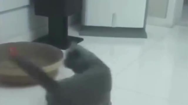 funny cats videos 2023 that looks like play and fun in home