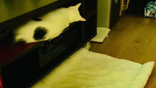 Falling Cat is a Heavy Sleeper