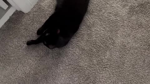 Adopting a Cat from a Shelter Vlog - Watch Precious Piper Moving the Very Tip of Her Tail #shorts