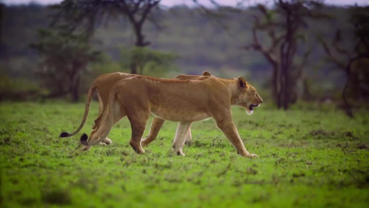 Pair of Lionesses Walking Together