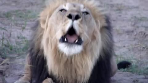 Lion Roaring