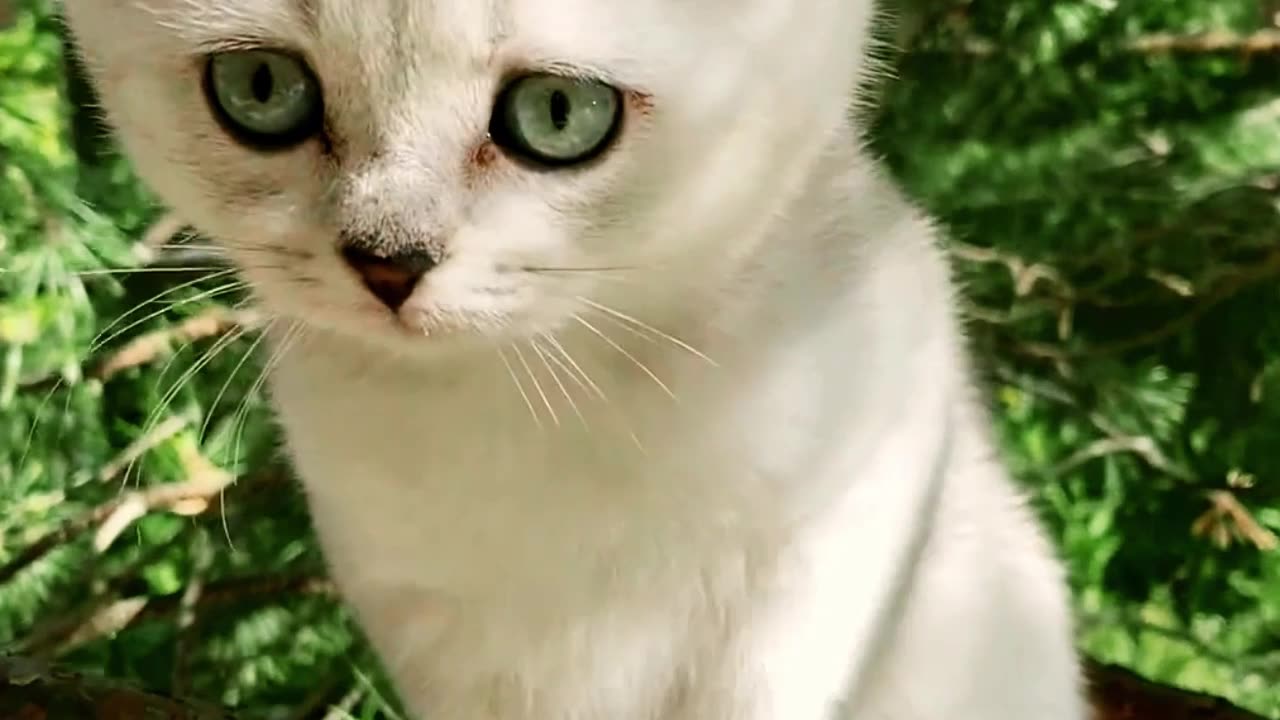 Cats - Cute Videos Compilation