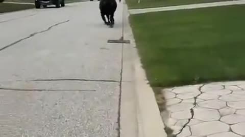 Funny cow walks down the street