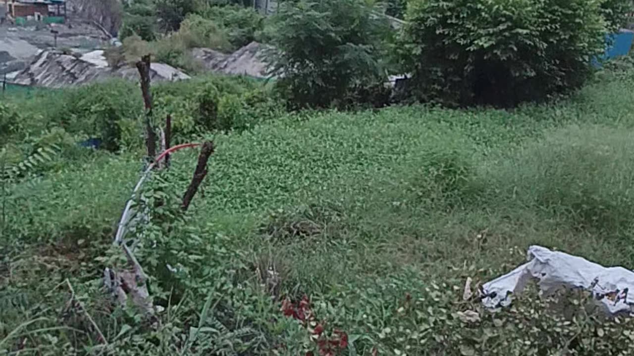 Trees forest