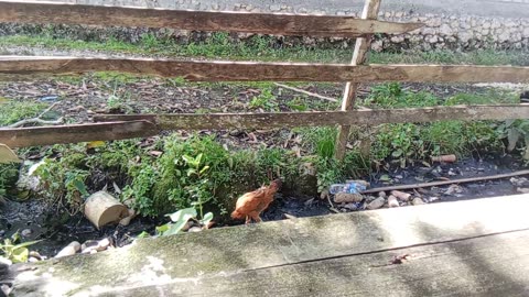Pemandangan dihalaman rumah