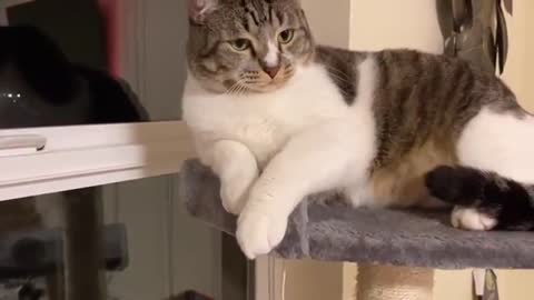 Do not poke the cat