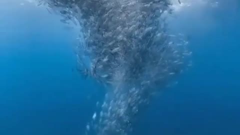 This is a beautiful and charming water-dwelling species