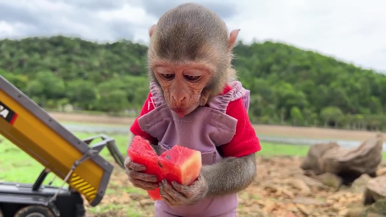 Smart Bim Bim picks watermelons to make watermelon ice cream for ducklings-12