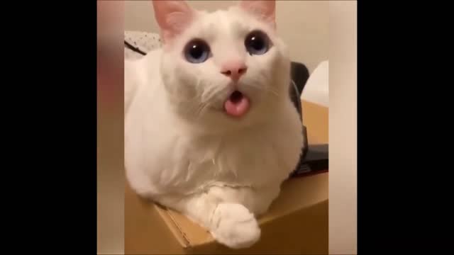 Funny Cat Videos 2021 | | It's time to LAUGH with Cats Part 3