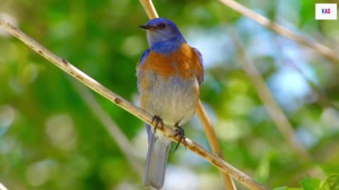 "Finding Serenity: The Soothing Melodies of Birds and Rain" and comfort for inner peace