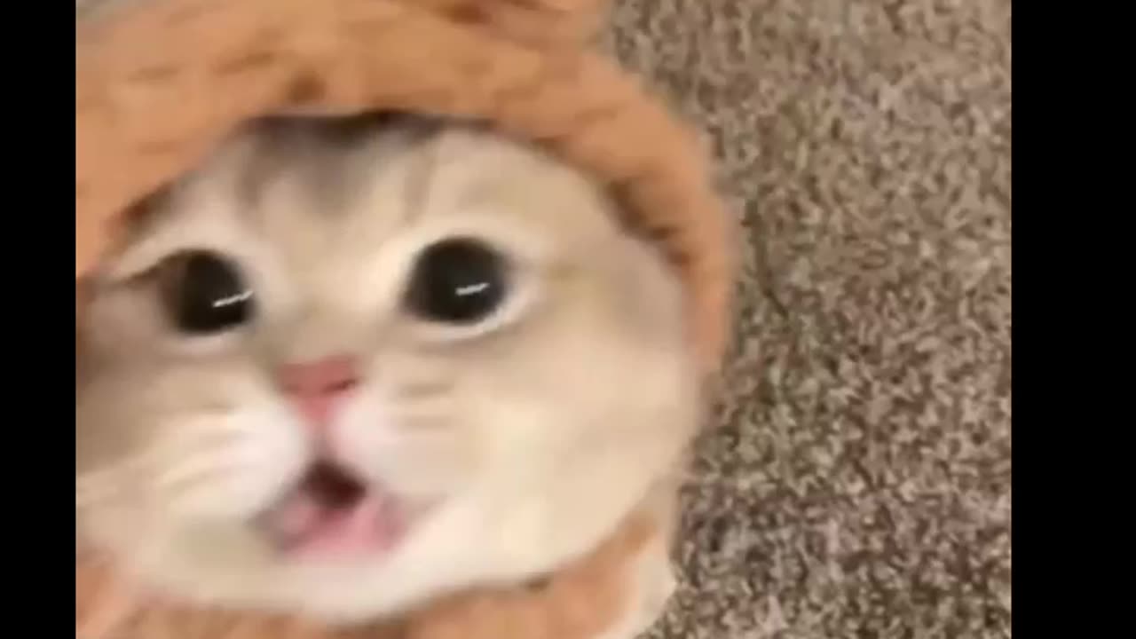 Funny cat video