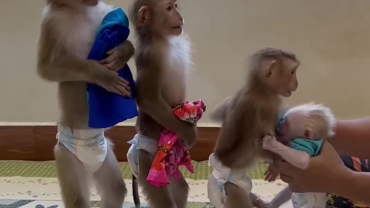 Happy Life of Monkey 🐒🐒🐒