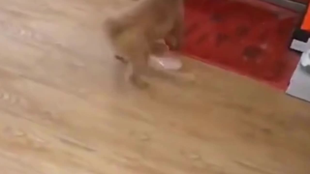 ๐๐ Best of Funny Dogs 2023 Best Funny Animals Animal Pet Lover๐ถ