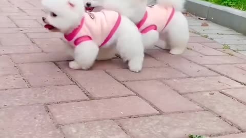 Cute Pomeranian Engages in Playtime