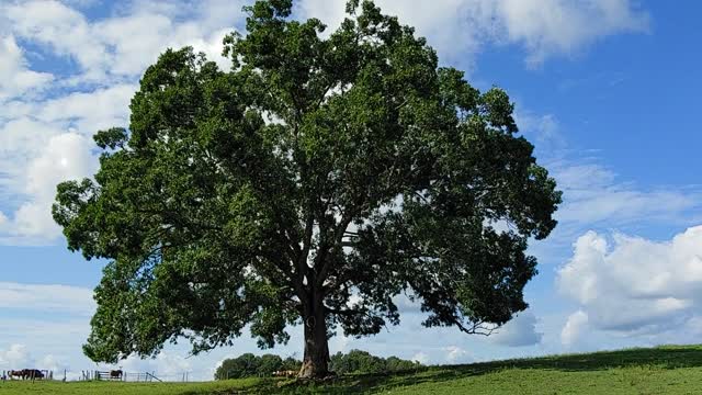 Tree Wisdom and Healing