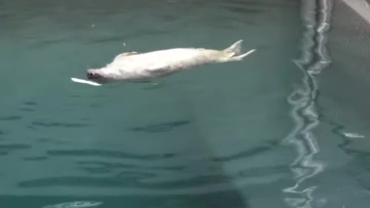 Seal Pup Plays With Her Fish